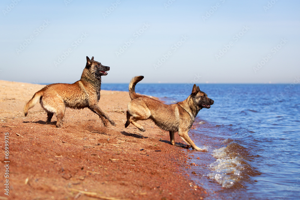 Malinois Belgian Shepherd dog
