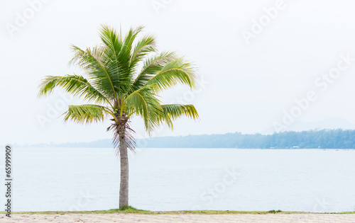 coconut tree and sea