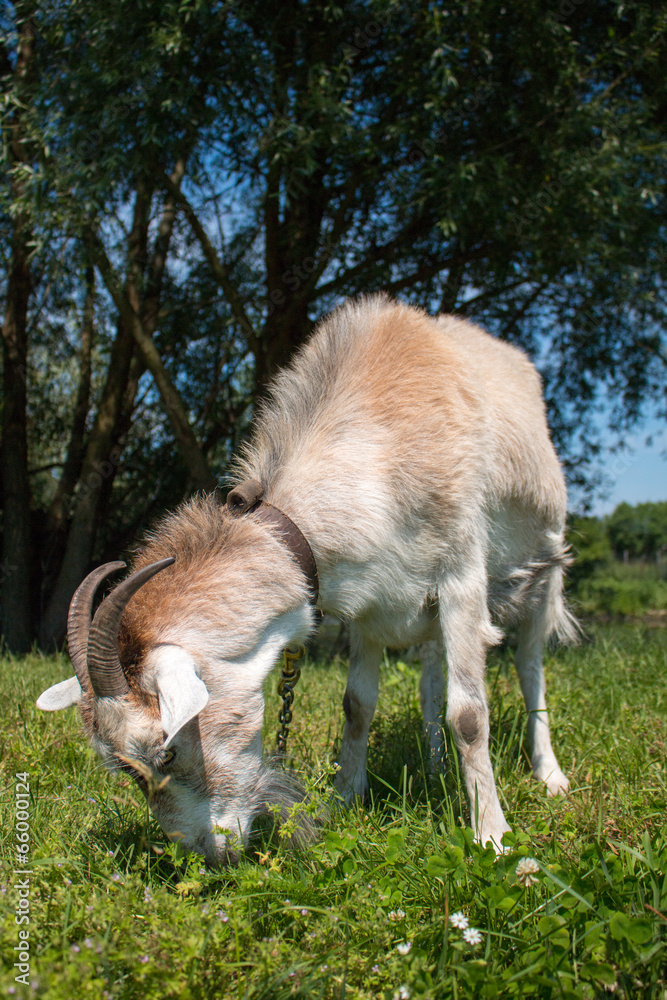 goat eating