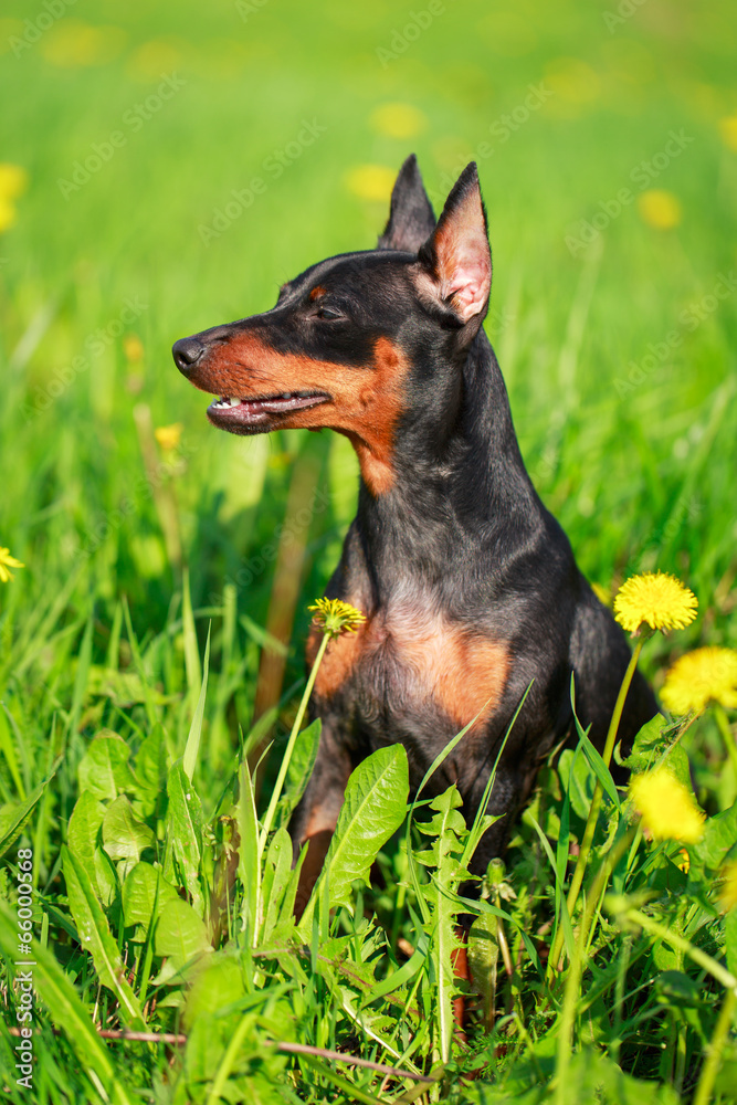 Miniature Pinscher dog Miniature Pinscher dog