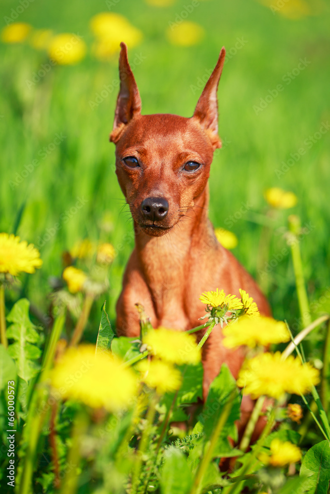 Miniature Pinscher dog