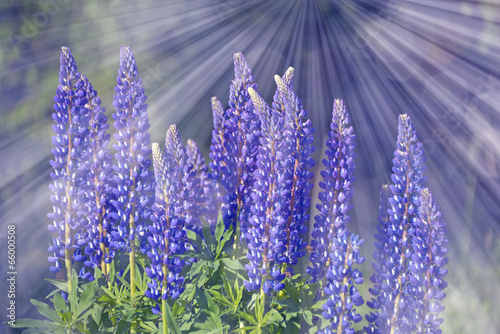 Wild lupines flowers in detail