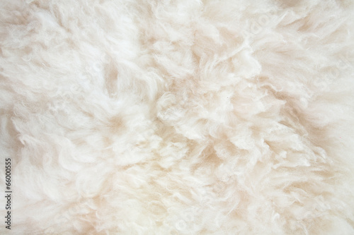 sheep wool background photo