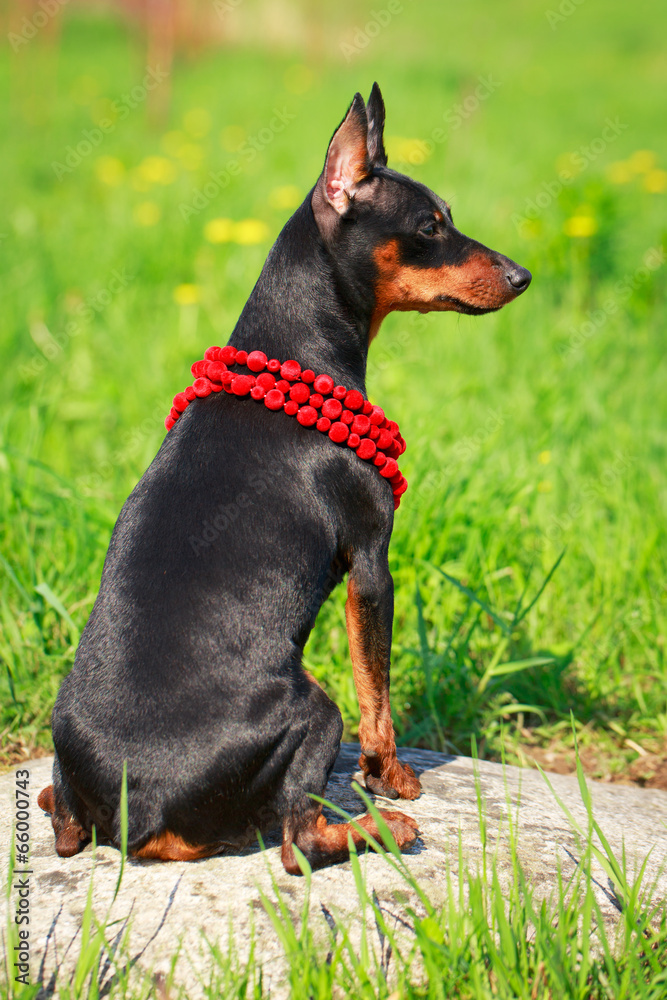 Miniature Pinscher dog