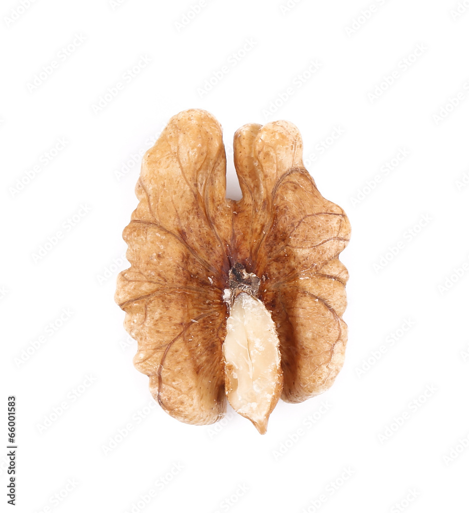 Close up of walnut kernel.