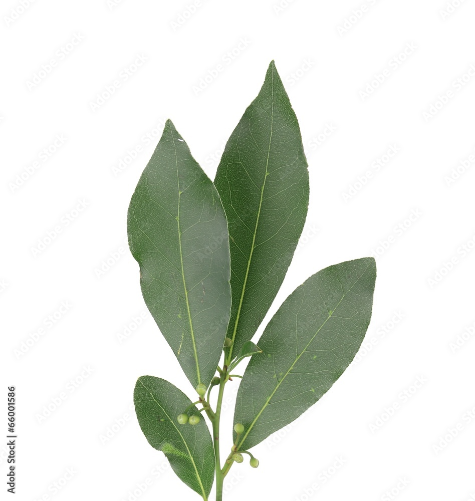 Bay leaves. Bay leaves.