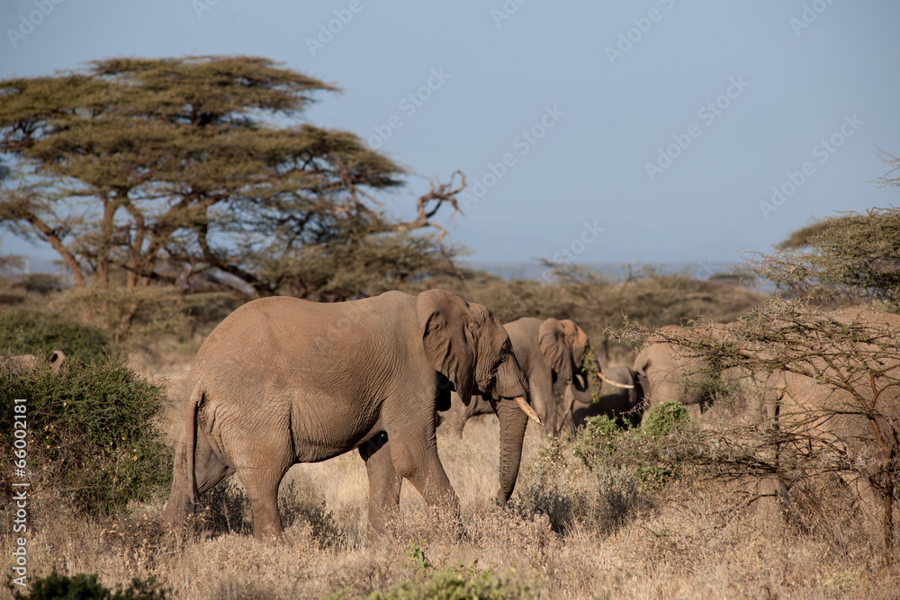 elephant elephant