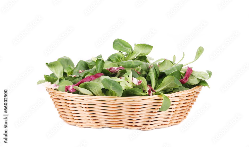 Spinach and radicchio rosso mix on wicker basket. Spinach and radicchio rosso mix on wicker basket.