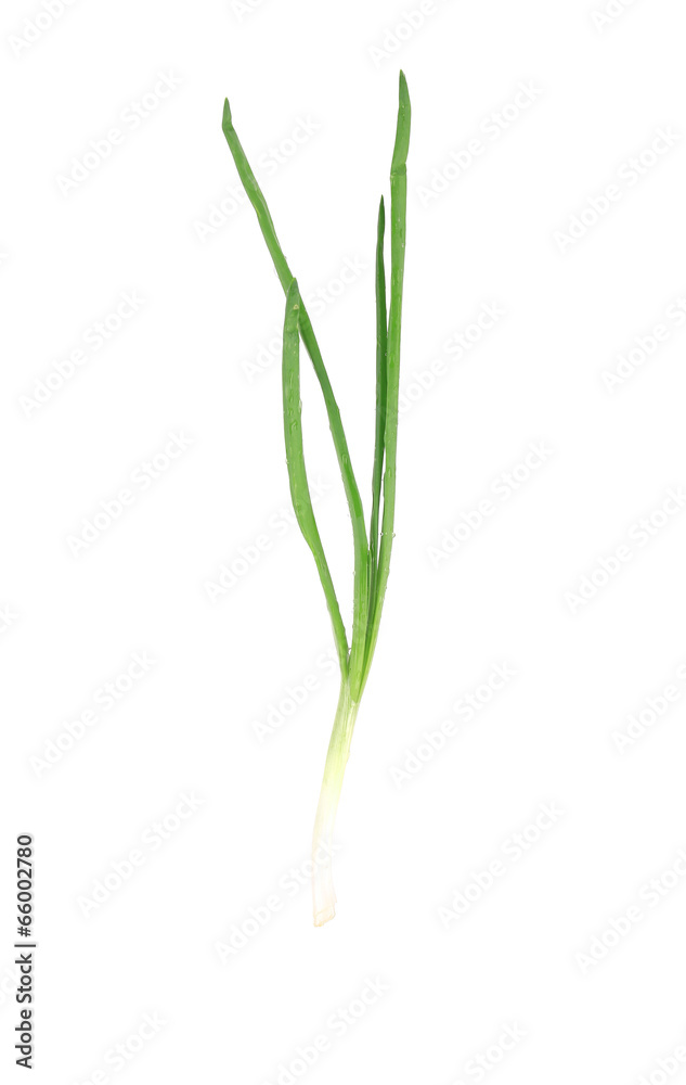 Fresh spring onion. Fresh spring onion.