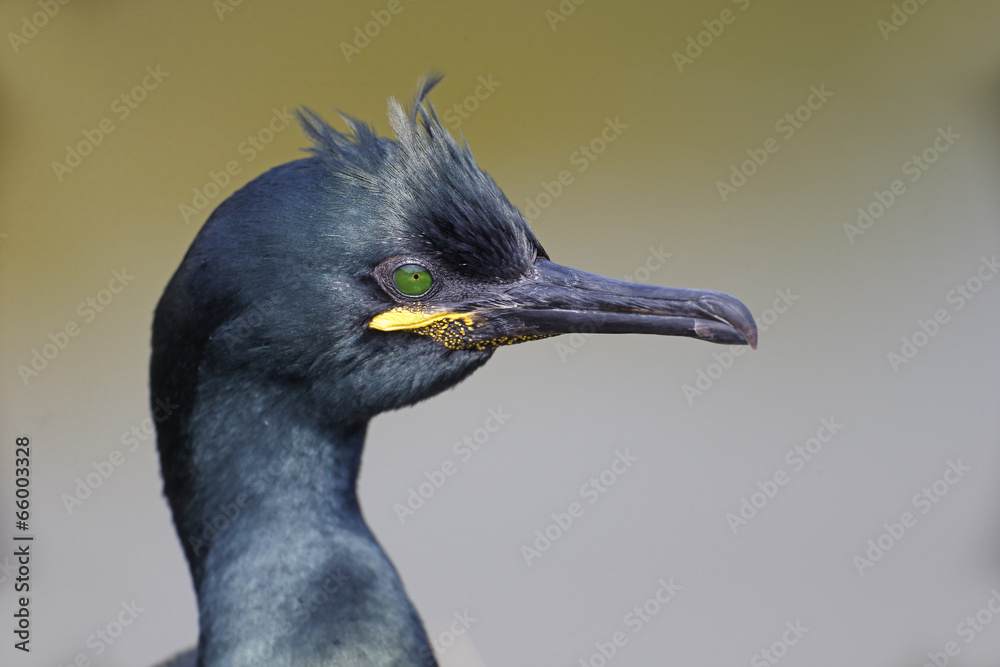 Fototapeta premium Shag, Phalacrocorax aristatelis