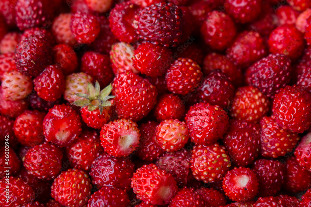 forest strawberries forest strawberries