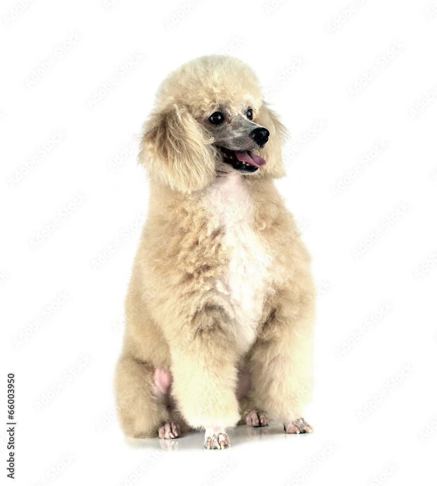Poodle dog of white background