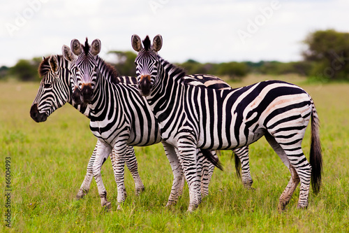 Herd of Zebra