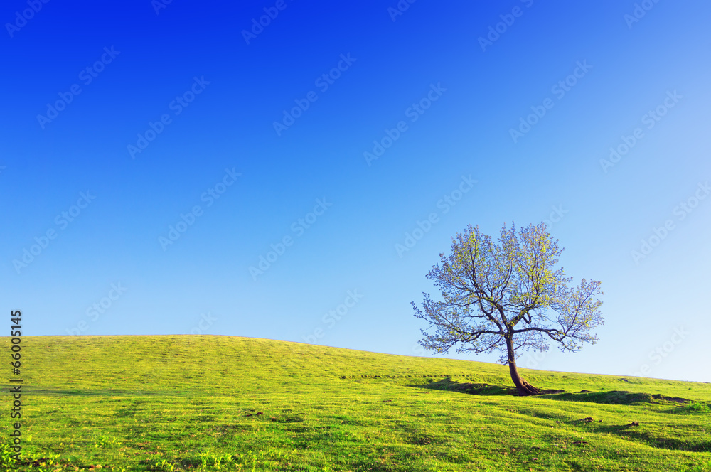 lonely tree on meadow against blue sky