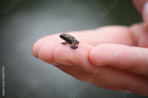 frog on hand © Naturestock