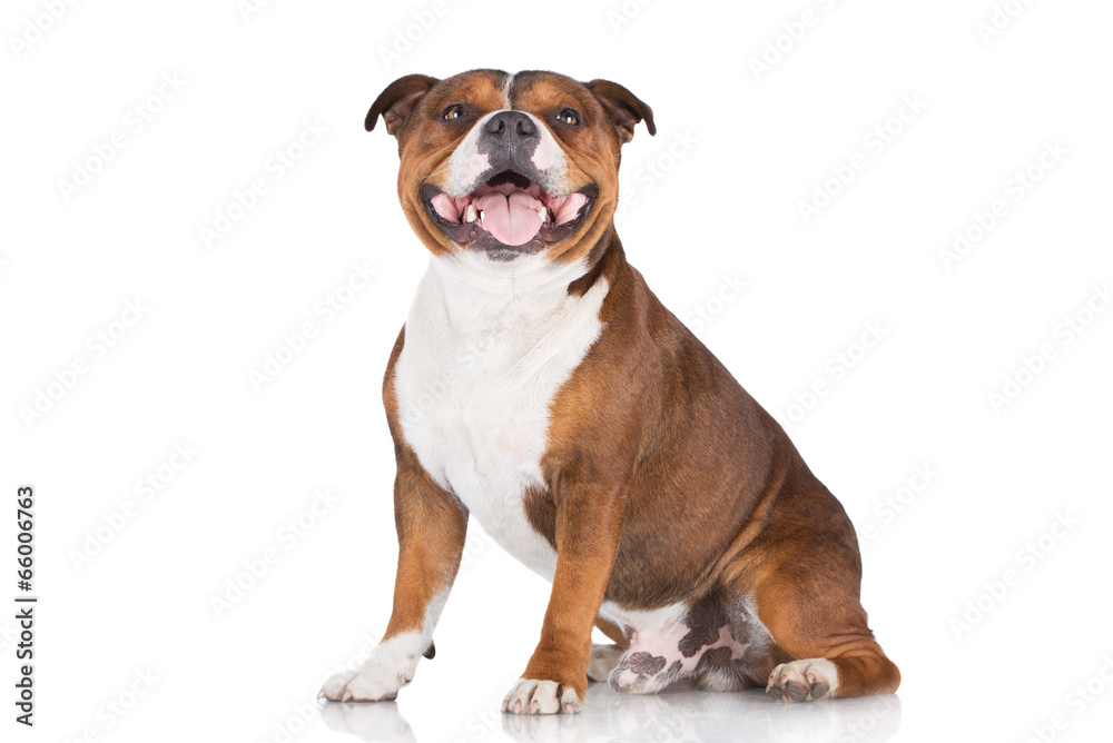 english staffordshire bull terrier dog