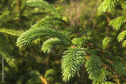 New fir tree. photo