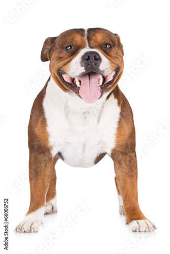 english staffordshire bull terrier dog © otsphoto
