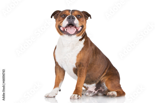 english staffordshire bull terrier dog