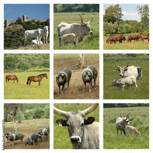farm animals collage , Tuscany , Europe