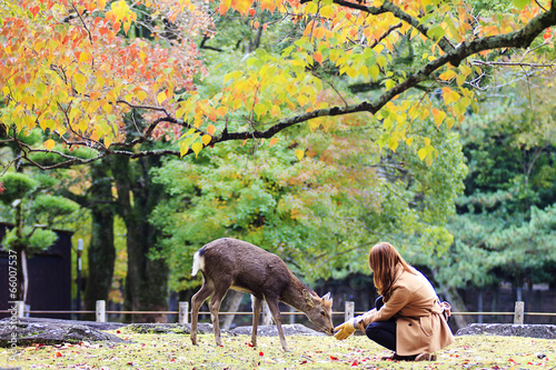 Visitors feed wild deer