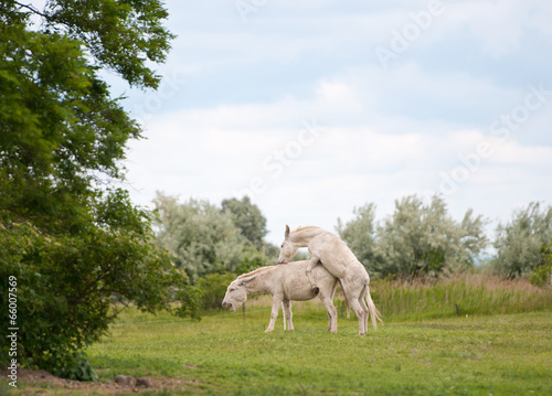 Canvas Print two white donkeys mating on the pasture