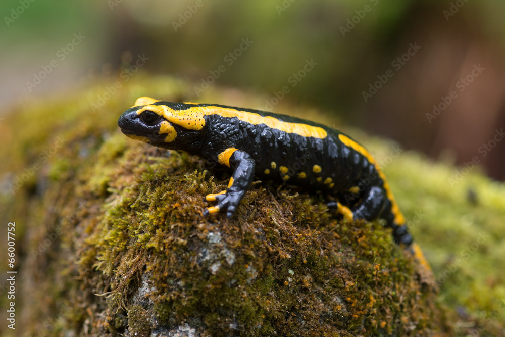 Feuersalamander, Fire salamander, Salamandra salamandra Feuersalamander, Fire salamander, Salamandra salamandra