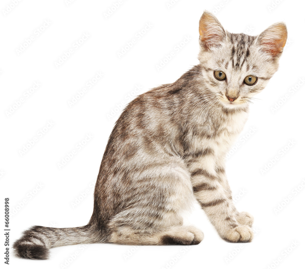 Obraz premium Kitten on a white background