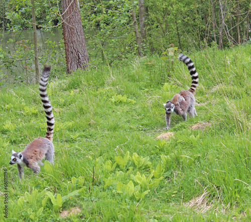 Parc des félins photo