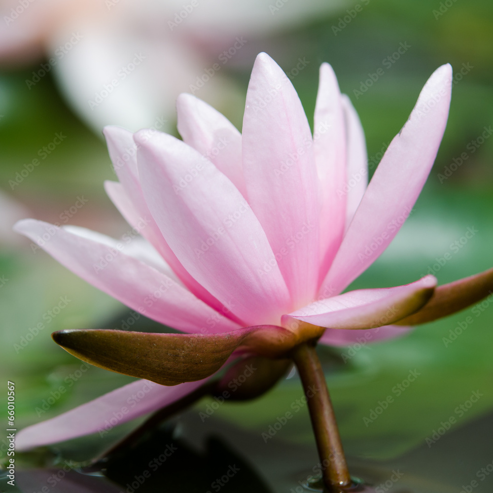 Fototapeta premium lotus flower background