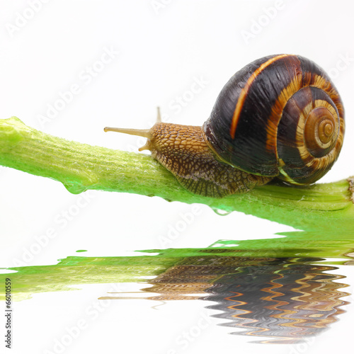 Snail on plant stem and water isolated on white
