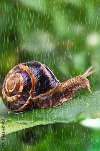 Snail crawling on leaf with rain and green background