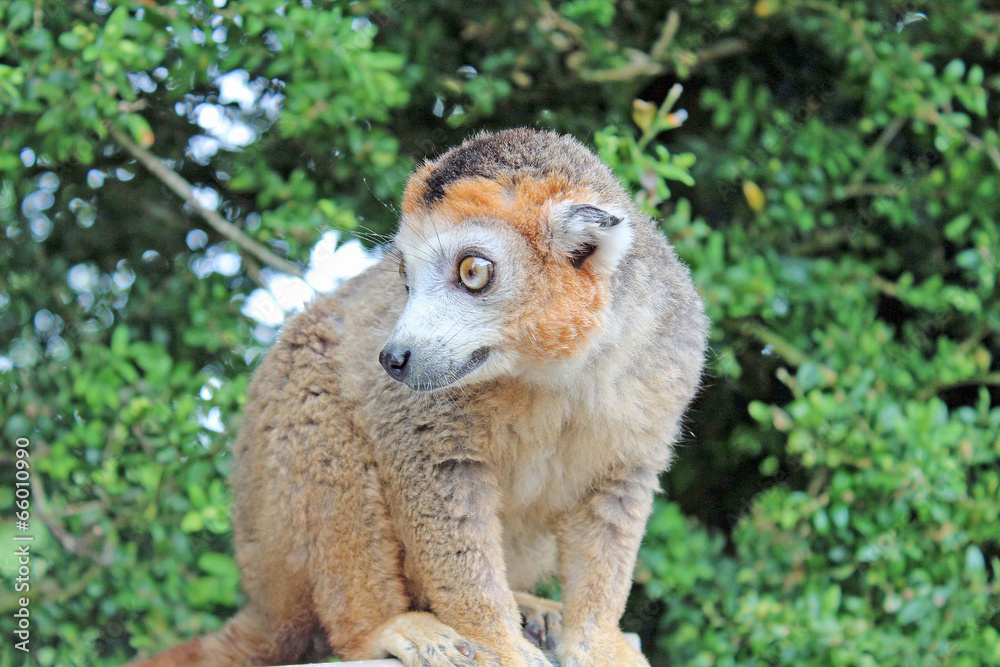 Obraz premium Parc des félins
