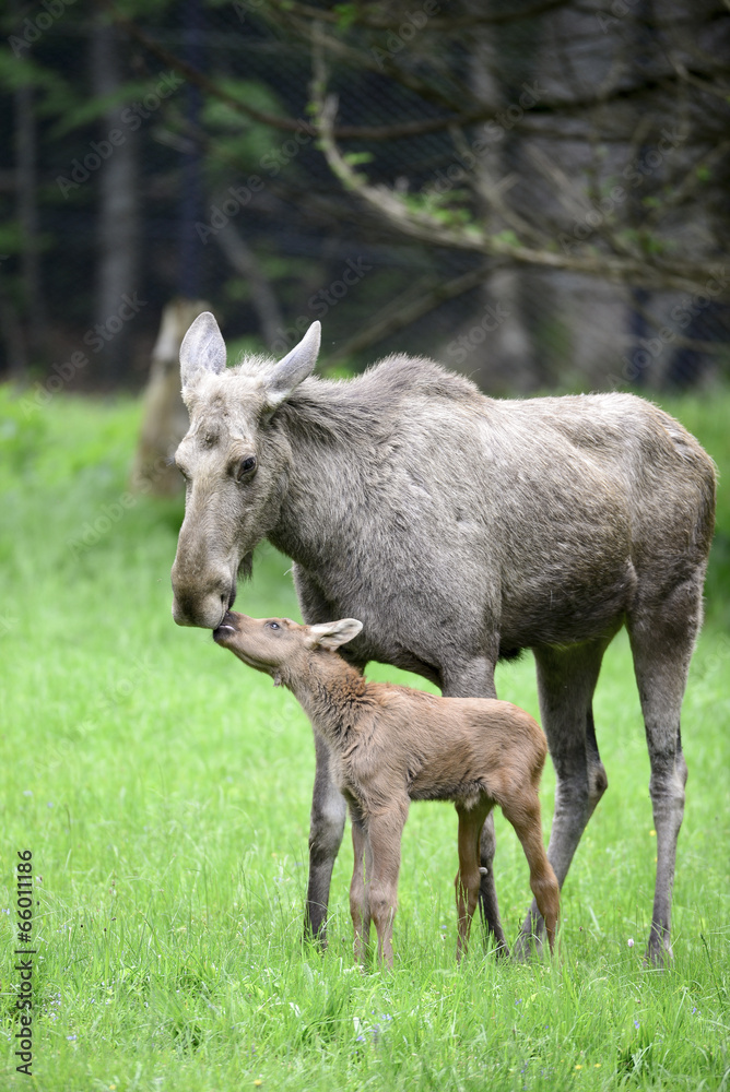 Elchfamilie