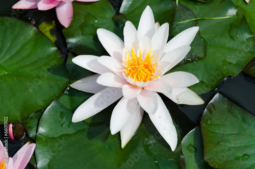 lotus flower background