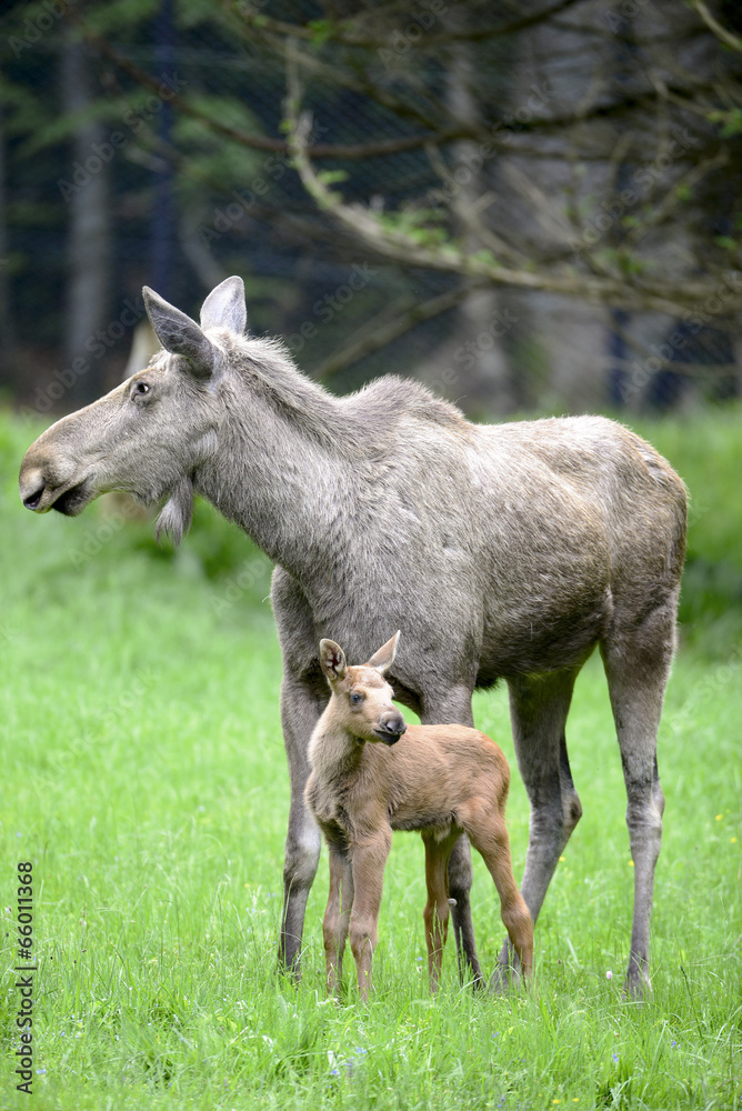 Elchfamilie