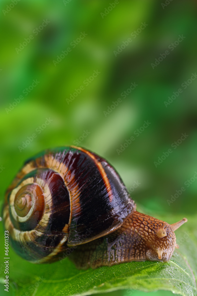 Snail crawling on green leaf and copy-space Snail crawling on green leaf and copy-space