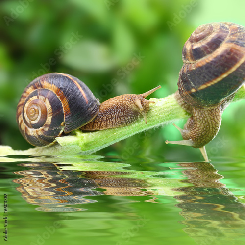 Snails crawling on plant with water and reflection