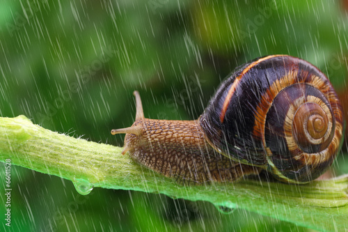 Snail crawling on plant with rain and green background