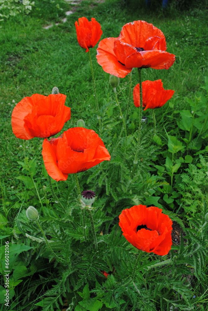 mohnblumen mohnblumen