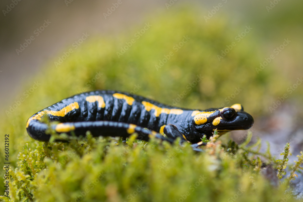 Feuersalamander, Fire salamander, Salamandra salamandra Feuersalamander, Fire salamander, Salamandra salamandra