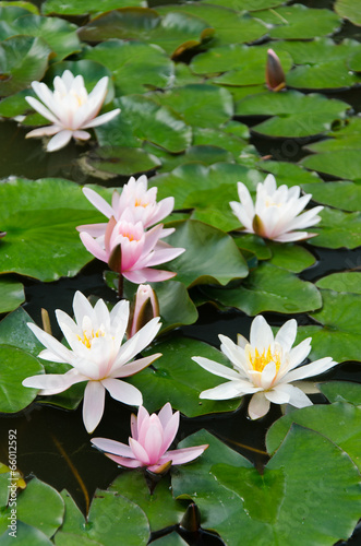 lotus flower background © klagyivik