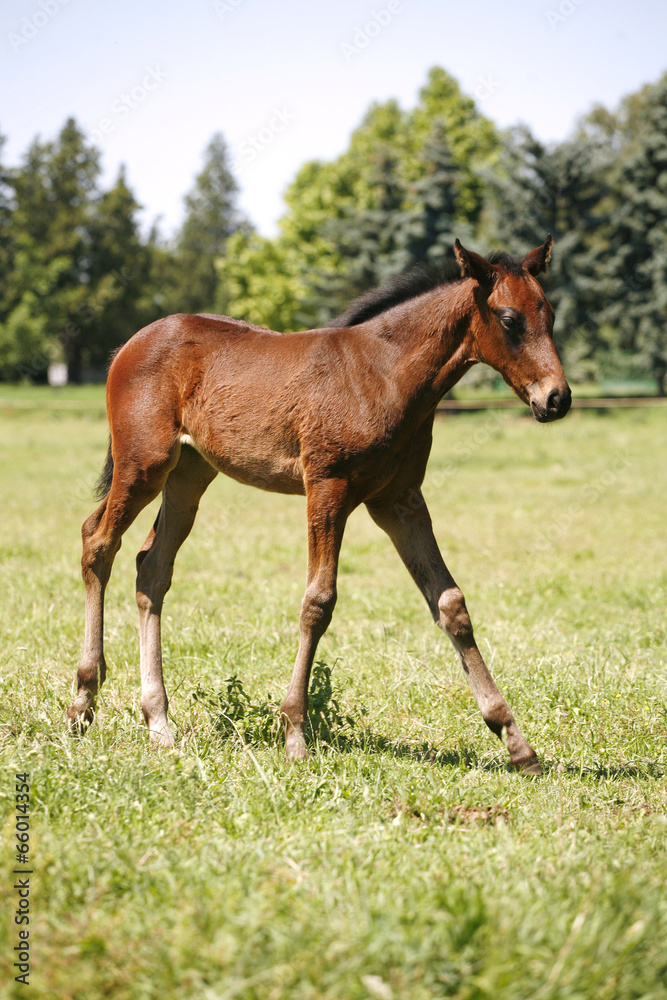 Pretty foal stands in a summer paddock.