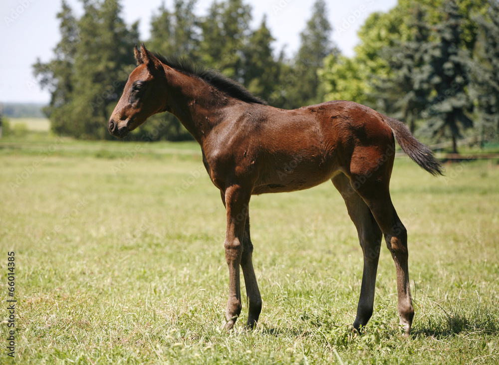 Pretty foal stands in a summer paddock Pretty foal stands in a summer paddock