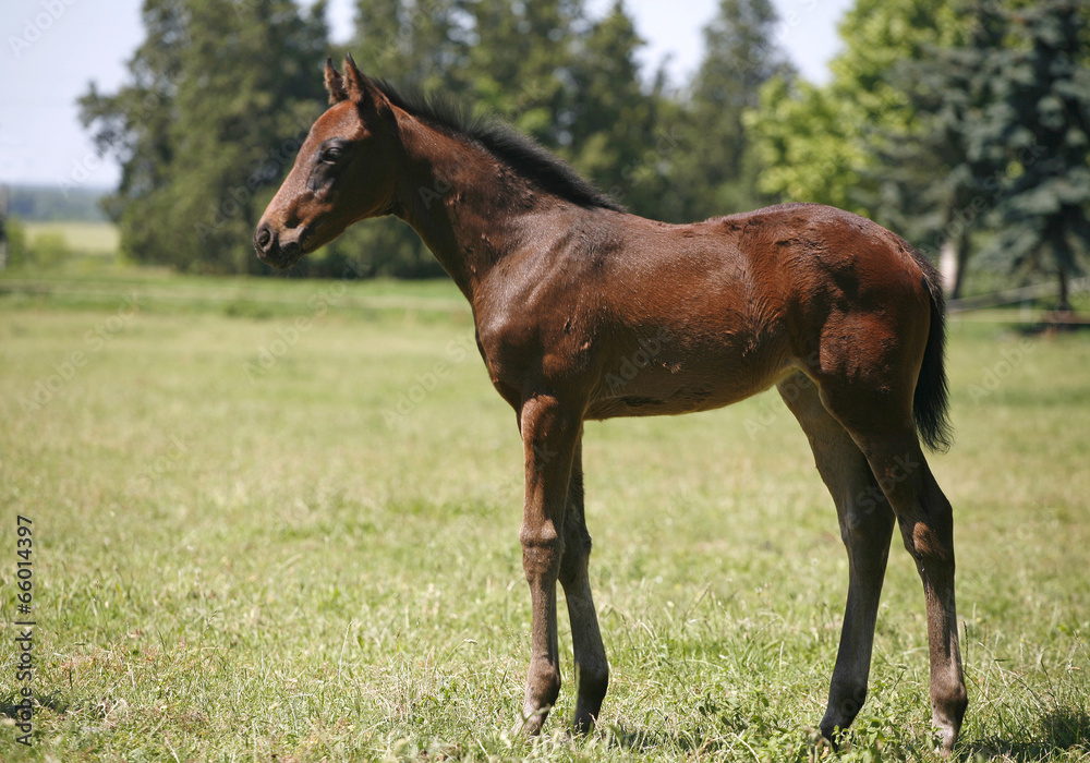 Pretty foal stands in a summer paddock Pretty foal stands in a summer paddock