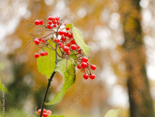 Berries in autumn background photo