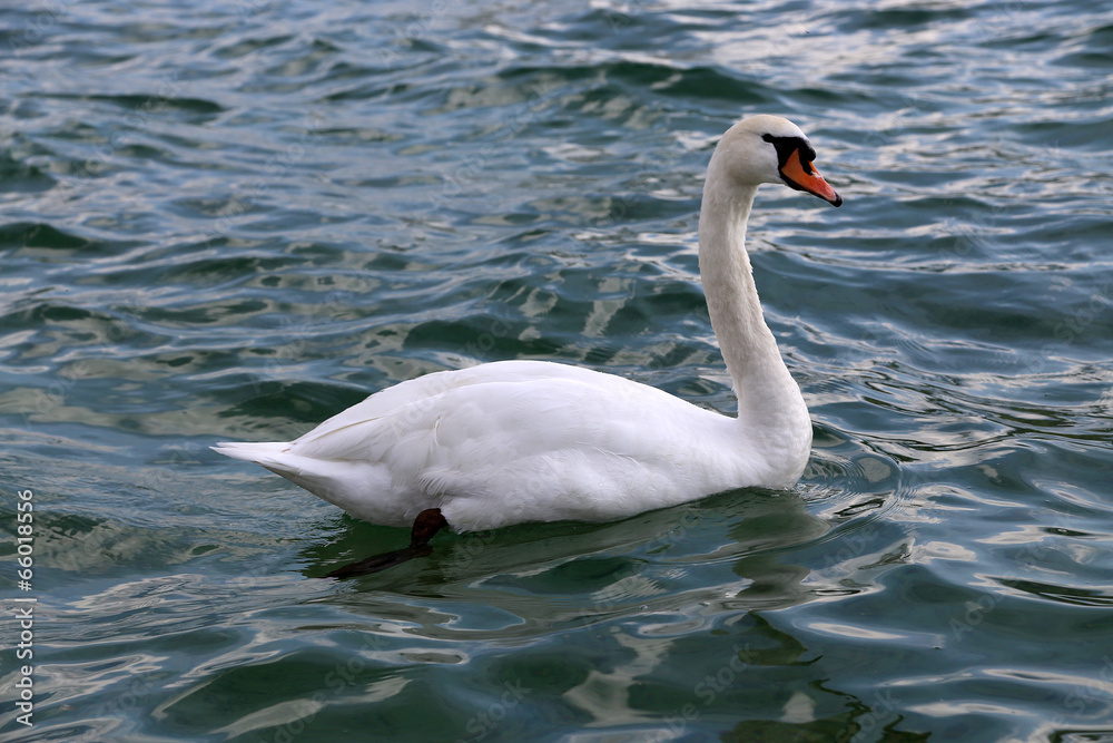 Cygne Cygne