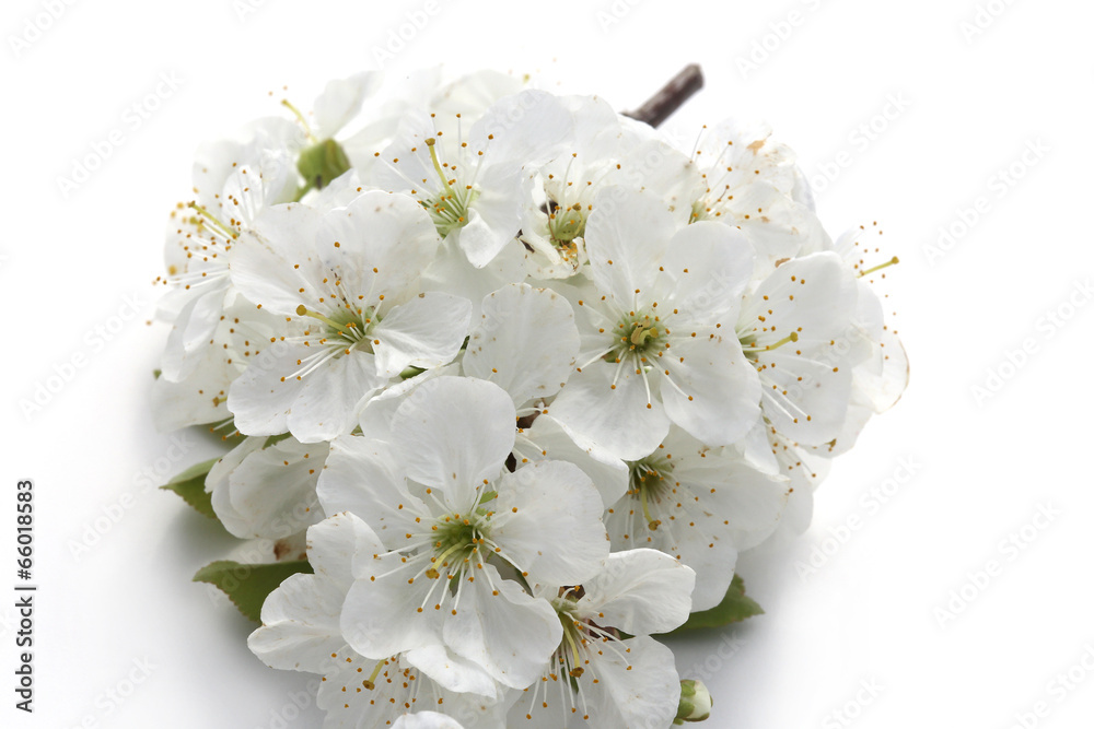 Fototapeta premium Kwiat wiśni