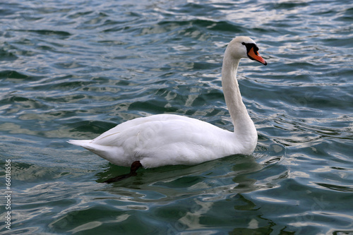 Cygne