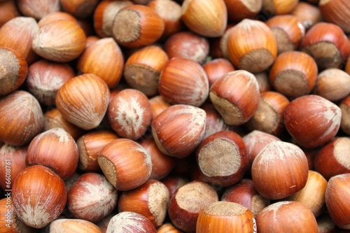 Haselnüsse (Corylus avellana)